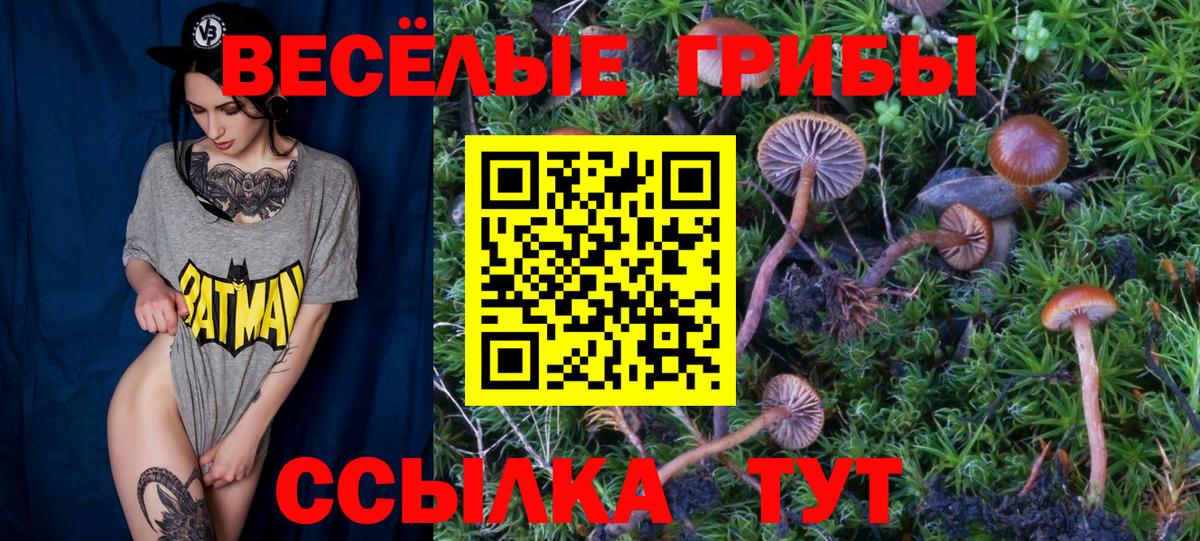 Новомосковск  Галлюциногенные грибы Psilocybe  Вход с VPN 
